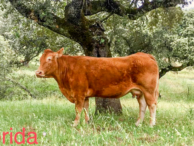 florida-vaca-limusina-desarrollo esqueletico-buena-leche