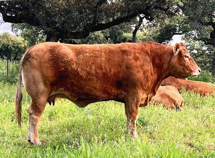 fontanera-vaca-limusina-lechera-desarrollo-muscular-facilidad-parto