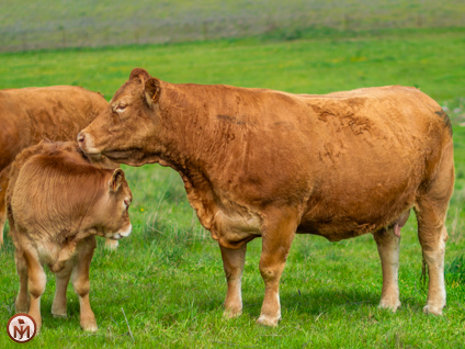 frascuela-vaca-limusina-desarrollo esqueletico-buena-leche