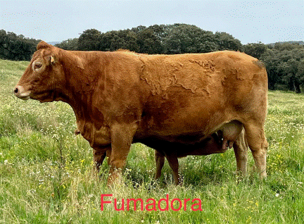 zaguera-vaca-limusina-desarrollo esqueletico-buena-leche
