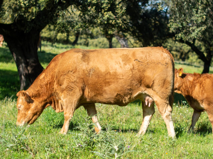 impulsive-vaca-limusina-desarrollo-esqueletico-buena-leche