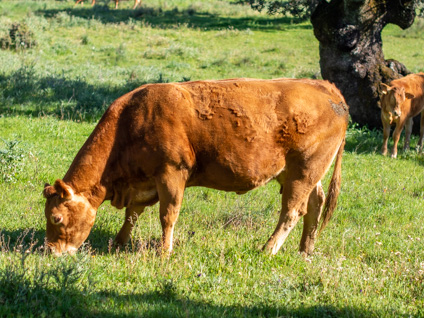 jerezana-vaca-limusina-lechera-desarrollo-muscular-facilidad-parto