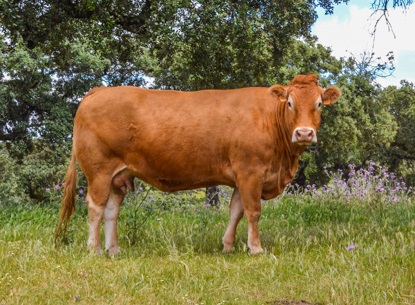 jijona-vaca-limusina-desarrollo esqueletico-buena-leche