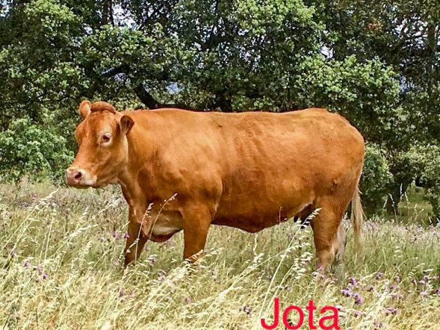 jota-vaca-limusina-desarrollo esqueletico-buena-leche