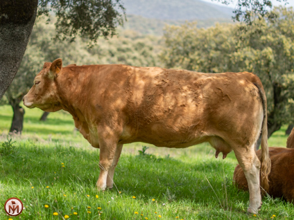 judith-vaca-limusina-desarrollo-esqueletico-buena-leche 