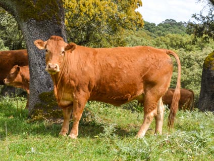 lagune-vaca-limusina-desarrollo-esqueletico-buena-leche 