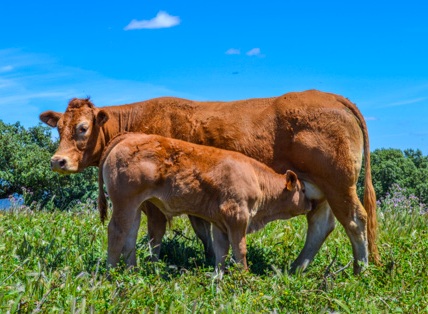 lajauni-vaca-limusina-desarrollo-esqueletico-buena-leche.jpg
