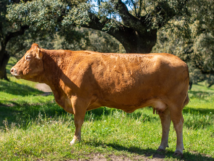 licence-vaca-limusina-desarrollo esqueletico-buena-leche