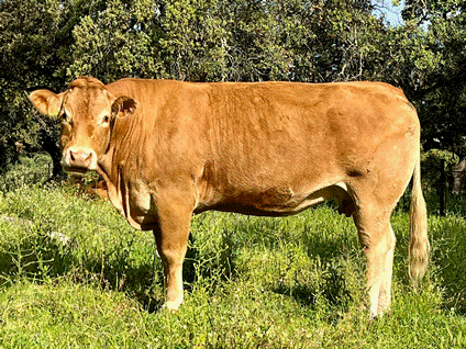 license-ed-vaca-limusina-lechera-desarrollo-muscular-facilidad-parto