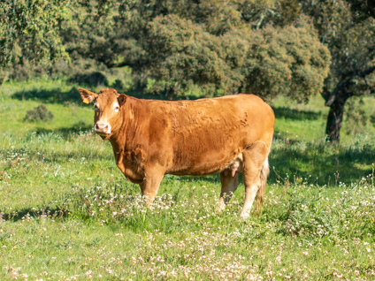 lina-vaca-limusina-desarrollo esqueletico-buena-leche
