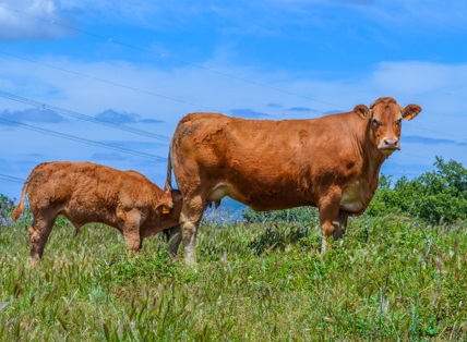 lincesa-vaca-limusina-lechera-desarrollo-muscular-facilidad-parto