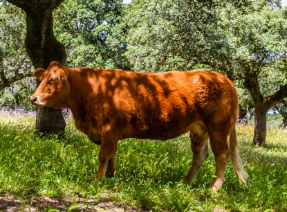 logette-vaca-limusina-desarrollo-esqueletico-buena-leche