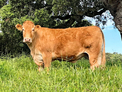 luisa-vaca-limusina-desarrollo-esqueletico-buena-leche