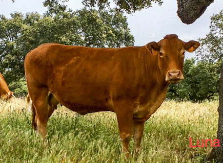luna-vaca-limusina-desarrollo esqueletico-buena-leche