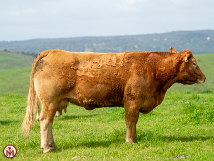 macarena-vaca-limusina-desarrollo-esqueletico-buena-leche 
