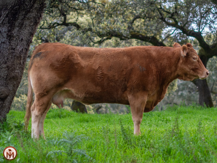 napolitana-vaca-limusina-lechera-desarrollo-muscular-facilidad-parto