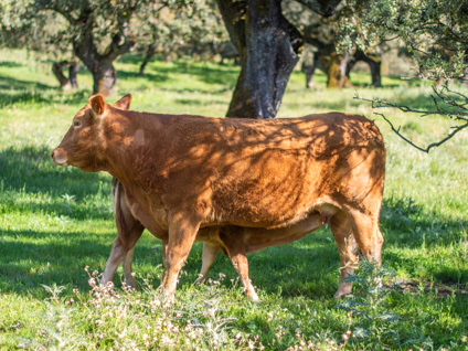 navarra-vaca-limusina-desarrollo esqueletico-buena-leche