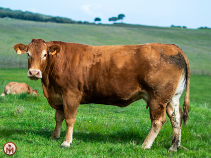 odisea-vaca-limusina-lechera-desarrollo-muscular-facilidad-parto