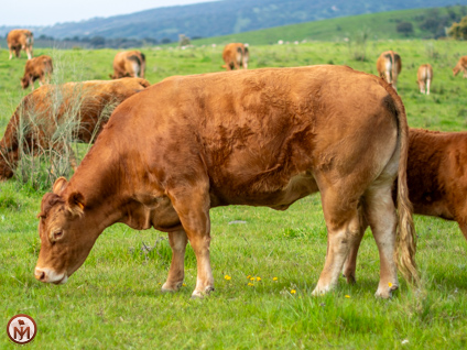 ostra-vaca-limusina-lechera-desarrollo-muscular-facilidad-parto