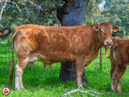 pantoja-vaca-limusina-lechera-desarrollo-muscular-facilidad-parto