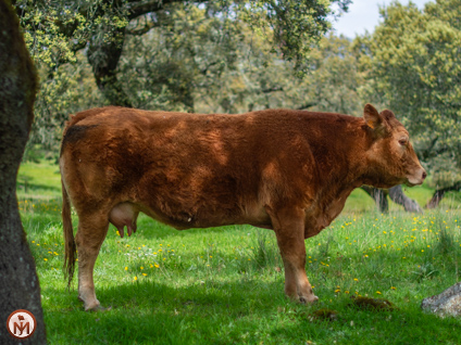 perdiz-vaca-limusina-lechera-desarrollo-muscular-facilidad-parto