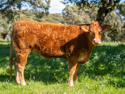 pocahontas-vaca-limusina-desarrollo esqueletico-buena-leche