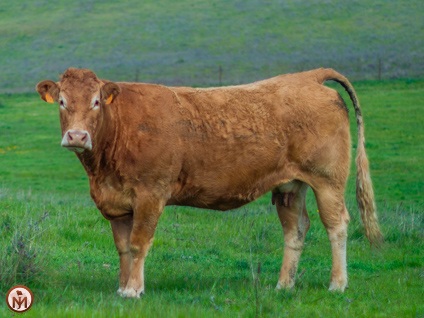 profesora-vaca-limusina-lechera-desarrollo-muscular-facilidad-parto