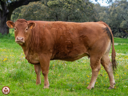 rumba-vaca-limusina-desarrollo-esqueletico-buena-leche 