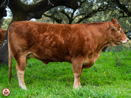 serrana-vaca-limusina-desarrollo-esqueletico-buena-leche 