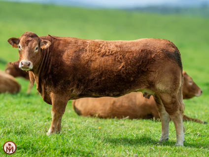 soberbia-vaca-limusina-desarrollo-esqueletico-buena-leche 