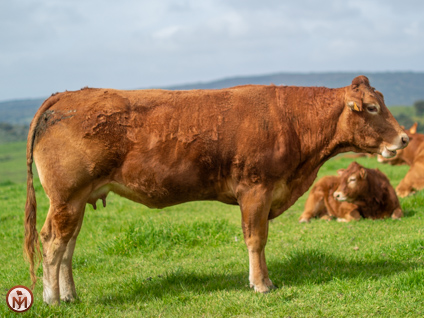 solea-vaca-limusina-lechera-desarrollo-muscular-facilidad-parto