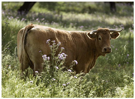 turronera-vaca-limusina-desarrollo esqueletico-buena-leche