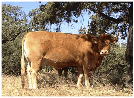 vikinga-vaca-limusina-lechera-desarrollo-muscular-facilidad-parto