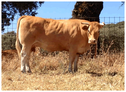 wamba-vaca-limusina-desarrollo esqueletico-buena-leche