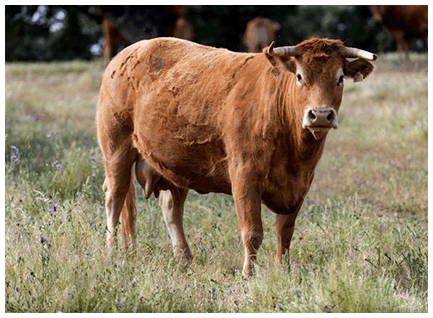 zaguera-vaca-limusina-desarrollo esqueletico-buena-leche