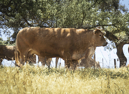 zampada-vaca-limusina-desarrollo esqueletico-buena-leche