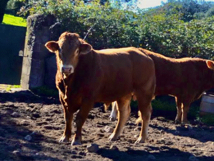 Panamá Novillo en venta