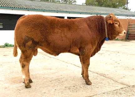 Rapa Nui Novillo en venta