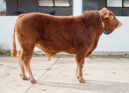 Rivaldo Novillo en venta