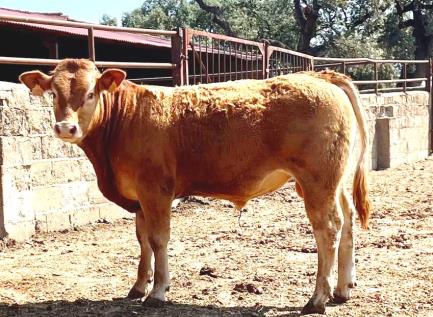 Tantalo Novillo en venta
