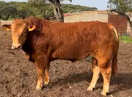 Tapabocas Novillo en venta