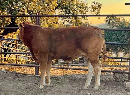 Tartufo Novillo en venta