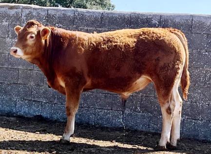 Torbellino Novillo en venta