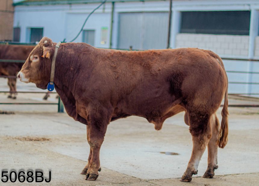 Trovador Novillo en venta