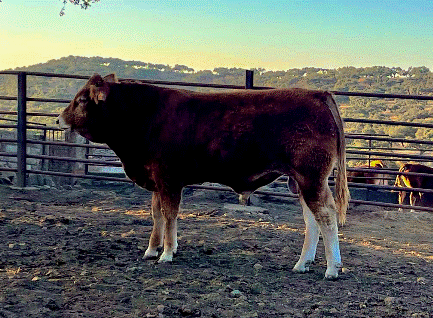 Truhan Novillo en venta