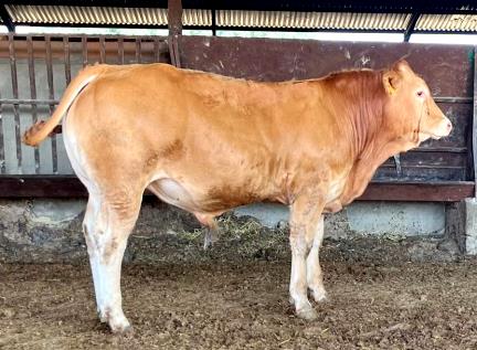 Twiter Novillo en venta
