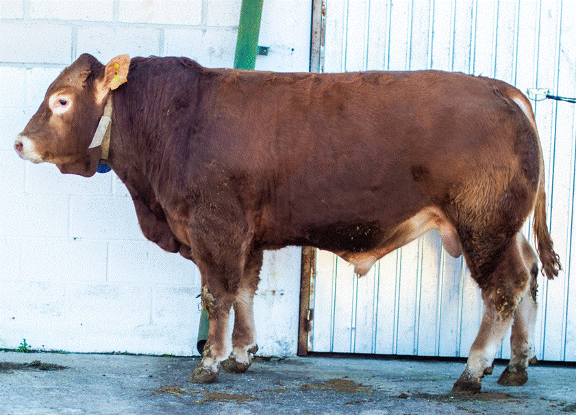 Ucraniano RJ Novillo en venta