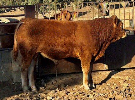 Ufano Novillo en venta