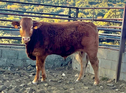 Urdangarin Novillo en venta