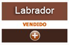 labrador
